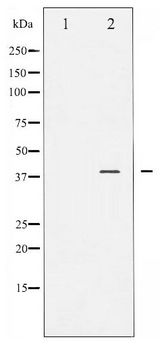 JUNB / JUN-B Antibody - Western blot of JunB phosphorylation expression in HeLa whole cell lysates,The lane on the left is treated with the antigen-specific peptide.