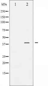 JUNB / JUN-B Antibody - Western blot analysis of JunB phosphorylation expression in HeLa whole cells lysates. The lane on the left is treated with the antigen-specific peptide.