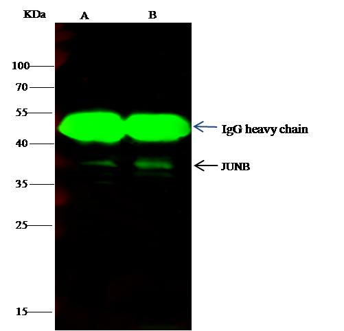 JUNB / JUN-B Antibody - JUNB was immunoprecipitated using: Lane A: 0.5 mg MCF-7 Whole Cell Lysate. Lane B: 0.5 mg Jurkat Whole Cell Lysate. 1 uL anti-JUNB rabbit polyclonal antibody and 15 ul of 50% Protein G agarose. Primary antibody: Anti-JUNB rabbit polyclonal antibody, at 1:500 dilution. Secondary antibody: Dylight 800-labeled antibody to rabbit IgG (H+L), at 1:5000 dilution. Developed using the odssey technique. Performed under reducing conditions. Predicted band size: 36 kDa. Observed band size: 36 kDa.