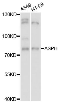 Junctin / ASPH Antibody - Western blot analysis of extracts of various cell lines, using ASPH antibody at 1:3000 dilution. The secondary antibody used was an HRP Goat Anti-Rabbit IgG (H+L) at 1:10000 dilution. Lysates were loaded 25ug per lane and 3% nonfat dry milk in TBST was used for blocking. An ECL Kit was used for detection and the exposure time was 3s.