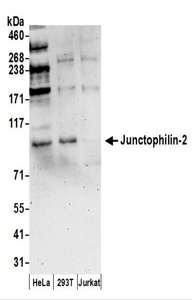 Junctophilin 2 / JPH2 Antibody - Detection of Human Junctophilin-2 by Western Blot. Samples: Whole cell lysate (50 ug) prepared using NETN buffer from HeLa, 293T, and Jurkat cells. Antibodies: Affinity purified rabbit anti-Junctophilin-2 antibody used for WB at 0.1 ug/ml. Detection: Chemiluminescence with an exposure time of 3 minutes.