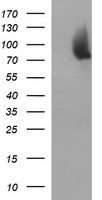 Junctophilin 2 / JPH2 Antibody - HEK293T cells were transfected with the pCMV6-ENTRY control (Left lane) or pCMV6-ENTRY JPH2 (Right lane) cDNA for 48 hrs and lysed. Equivalent amounts of cell lysates (5 ug per lane) were separated by SDS-PAGE and immunoblotted with anti-JPH2.