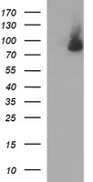 Junctophilin 2 / JPH2 Antibody - HEK293T cells were transfected with the pCMV6-ENTRY control (Left lane) or pCMV6-ENTRY JPH2 (Right lane) cDNA for 48 hrs and lysed. Equivalent amounts of cell lysates (5 ug per lane) were separated by SDS-PAGE and immunoblotted with anti-JPH2.