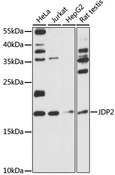 JUNDM2 / JDP2 Antibody - Western blot analysis of extracts of various cell lines, using JDP2 antibody at 1:1000 dilution. The secondary antibody used was an HRP Goat Anti-Rabbit IgG (H+L) at 1:10000 dilution. Lysates were loaded 25ug per lane and 3% nonfat dry milk in TBST was used for blocking. An ECL Kit was used for detection and the exposure time was 90s.
