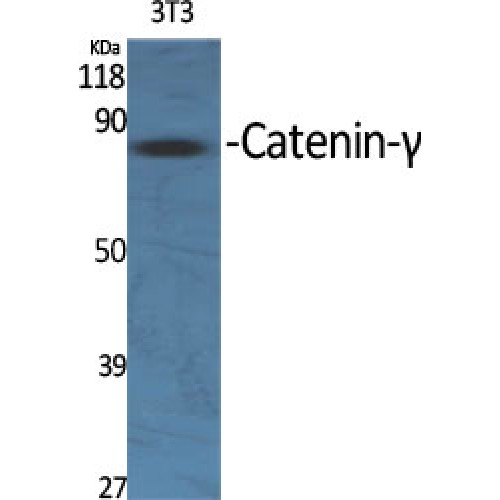 JUP/CTNNG/Junction Plakoglobin Antibody - Western blot of Catenin-gamma antibody