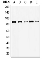JUP/CTNNG/Junction Plakoglobin Antibody - Western blot analysis of Gamma-catenin expression in HeLa (A); A431 (B); MDBK (C); NIH3T3 (D); rat brain (E) whole cell lysates.