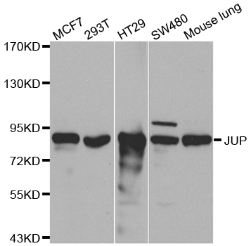 JUP/CTNNG/Junction Plakoglobin Antibody - Western blot analysis of extracts of various cell lines.