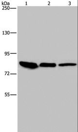 JUP/CTNNG/Junction Plakoglobin Antibody - Western blot analysis of Mouse skin tissue, HUVEC and HeLa cell, using JUP Polyclonal Antibody at dilution of 1:850.