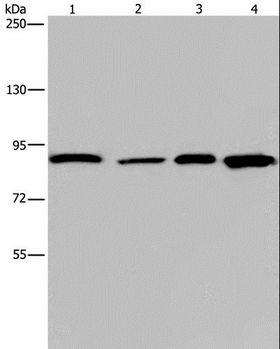JUP/CTNNG/Junction Plakoglobin Antibody - Western blot analysis of Mouse heart tissue and HeLa cell, HUVEC cell and mouse skin tissue, using JUP Polyclonal Antibody at dilution of 1:1150.