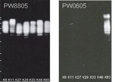 K63-Linked Polyubiquitin Antibody - Western blot of single isopeptide-linkage polyubiquitinylated conjugates (K6, K11, K27, K29, K33, K48, K63, 1ug using monoclonal antibody to Polyubiquitinylated Conjugates (FK1) and MAb to Polyubiquitin (K63-linkage-specific) (HWA4C4) (HRP) at 1:1000 dilution. This image was taken for the unconjugated form of this product. Other forms have not been tested.