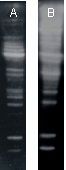 K63-Linked Polyubiquitin Antibody - Western blot of HeLa S100 cytosolic fraction (5ug) probed with K63-linkage specific HRP-conjugate and general ubiquitin conjugate-reactive monoclonal antibodies at 1:1000 dilution. Lane A. MAb to Polyubiquitin (K63-linkage-specific) (HWA4C4) (HRP). Lane B. MAb to Mono- and Polyubiquitinylated Conjugates. This image was taken for the unconjugated form of this product. Other forms have not been tested.