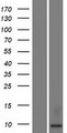 KAAG1 Protein - Western validation with an anti-DDK antibody * L: Control HEK293 lysate R: Over-expression lysate