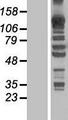 KANK4 Protein - Western validation with an anti-DDK antibody * L: Control HEK293 lysate R: Over-expression lysate