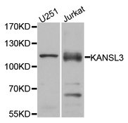 KANSL3 Antibody - Western blot analysis of extracts of various cell lines.