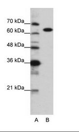 KARS Antibody - A: Marker, B: HepG2 Cell Lysate.  This image was taken for the unconjugated form of this product. Other forms have not been tested.