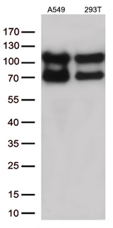 KARS Antibody - Western blot analysis of extracts. (35ug) from 2 different cell lines by using anti-KARS monoclonal antibody. (1:500)