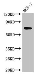 KARS Antibody - Western Blot Positive WB detected in: MCF-7 whole cell lysate All lanes: KARS antibody at 2.5µg/ml Secondary Goat polyclonal to rabbit IgG at 1/50000 dilution Predicted band size: 69, 72 kDa Observed band size: 69 kDa