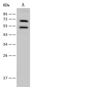 KARS Antibody - Anti-KARS rabbit polyclonal antibody at 1:500 dilution. Lane A: H1299 Whole Cell Lysate. Lysates/proteins at 30 ug per lane. Secondary: Goat Anti-Rabbit IgG (H+L)/HRP at 1/10000 dilution. Developed using the ECL technique. Performed under reducing conditions. Predicted band size: 68 kDa. Observed band size: 68 kDa.
