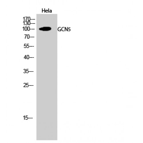 KAT2A / GCN5 Antibody - Western blot of GCN5 antibody