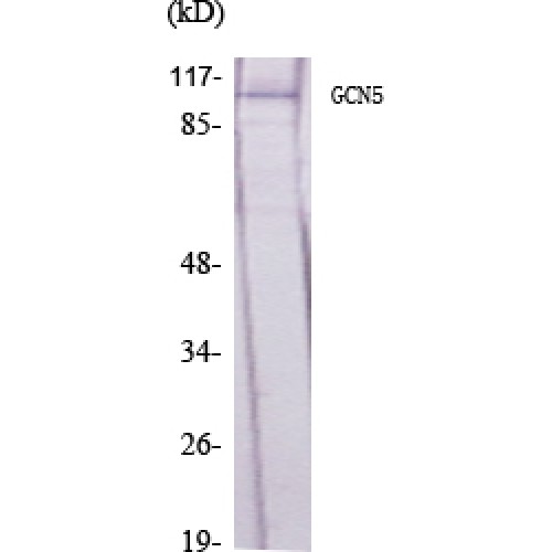 KAT2A / GCN5 Antibody - Western blot of GCN5 antibody