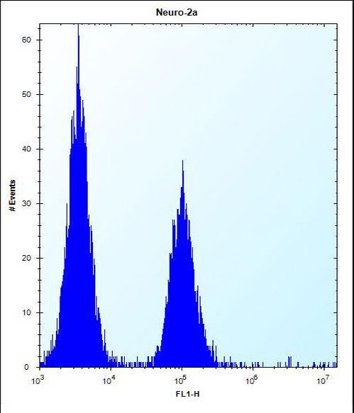 KAT2A / GCN5 Antibody - hGCN5 Antibody flow cytometry of Neuro-2a cells (right histogram) compared to a negative control cell (left histogram). FITC-conjugated donkey-anti-rabbit secondary antibodies were used for the analysis.