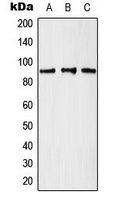 KAT2A / GCN5 Antibody - Western blot analysis of GCN5 expression in K562 (A); A431 (B); mouse brain (C) whole cell lysates.
