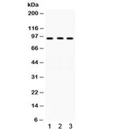 KAT2A / GCN5 Antibody