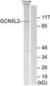 KAT2A / GCN5 Antibody - Western blot analysis of extracts from mouse brain cells, using GCN5L2 antibody.