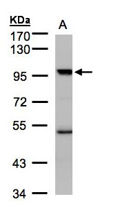 KAT2B / PCAF Antibody - Sample (30 ug whole cell lysate). A: Hep G2 . 7.5% SDS PAGE. KAT2B / PCAF antibody diluted at 1:1000