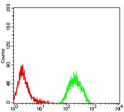 KAT2B / PCAF Antibody - Flow cytometric analysis of MOLT4 cells using KAT2B mouse mAb (green) and negative control (red).