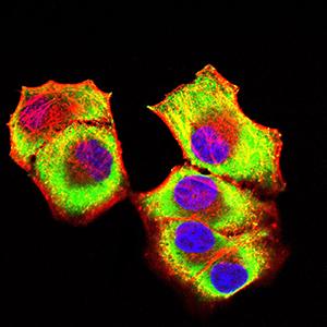 KAT2B / PCAF Antibody - Immunofluorescence analysis of Hela cells using KAT2B mouse mAb (green). Blue: DRAQ5 fluorescent DNA dye. Red: Actin filaments have been labeled with Alexa Fluor- 555 phalloidin. Secondary antibody from Fisher (Cat#: 35503)