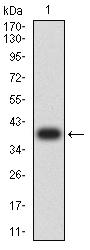 KAT2B / PCAF Antibody - Western blot analysis using KAT2B mAb against human KAT2B (AA: 1-142) recombinant protein. (Expected MW is 39.3 kDa)