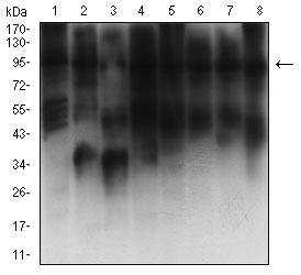 KAT2B / PCAF Antibody - Western blot analysis using KAT2B mouse mAb against C2C12 (1), COS7 (2), HepG2 (3), HCT116 (4), A431 (5), LNCAP (6), NIH/3T3 (7), and F9 (8) cell lysate.