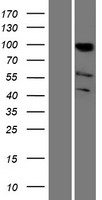 KAT2B / PCAF Protein - Western validation with an anti-DDK antibody * L: Control HEK293 lysate R: Over-expression lysate