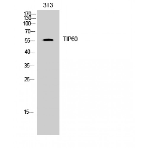 KAT5 / TIP60 Antibody - Western blot of TIP60 antibody