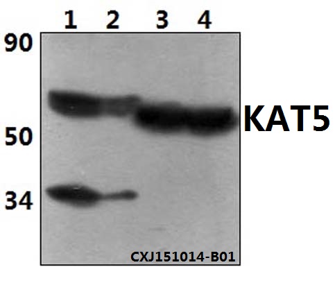 KAT5 / TIP60 Antibody - Western blot of KAT5 polyclonal antibody at 1:500 dilution. Lane 1: Jurkat whole cell lysate (40 ug). Lane 2: THP-1 whole cell lysate (40 ug). Lane 3: The liver tissue lysate of Mouse(30 ug). Lane 4: The liver tissue lysate of Rat(30 ug).