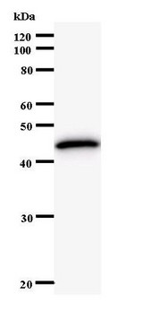 KAT5 / TIP60 Antibody - Western blot of immunized recombinant protein using HTATIP antibody.
