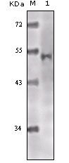 KAT5 / TIP60 Antibody - TIP60 Antibody in Western Blot (WB)
