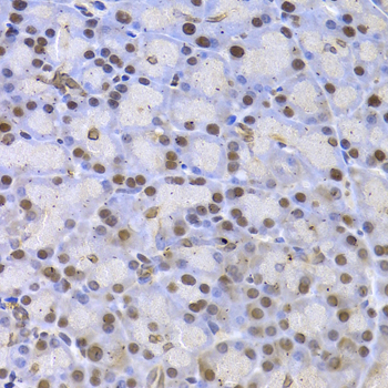 KAT5 / TIP60 Antibody - Immunohistochemistry of paraffin-embedded rat pancreas.