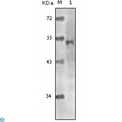 KAT5 / TIP60 Antibody - Western Blot (WB) analysis using TIP60 Monoclonal Antibody against truncated TIP60 recombinant protein.