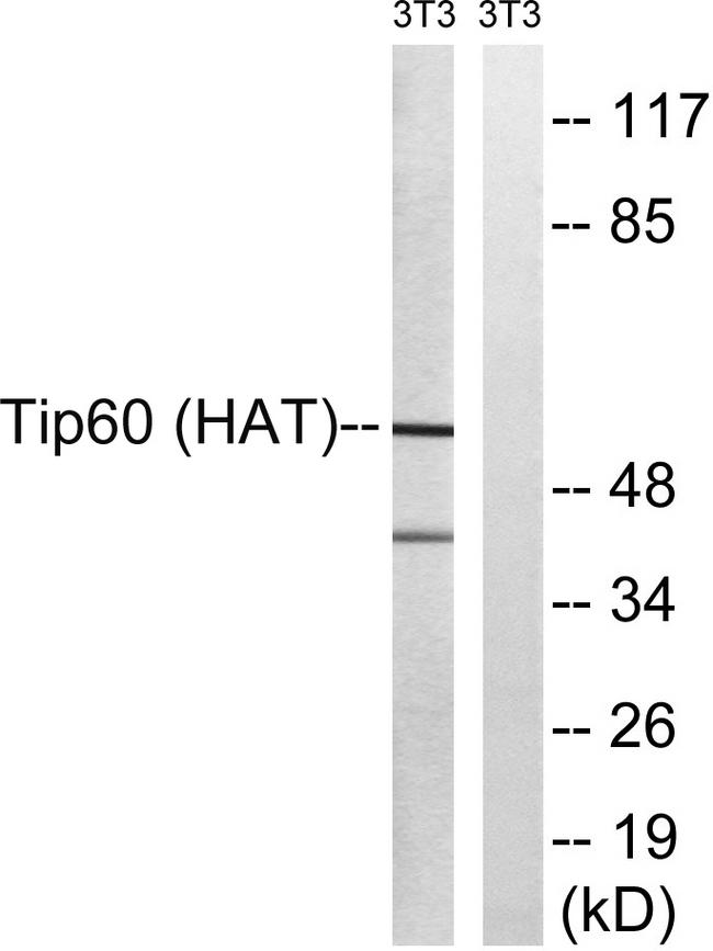 KAT5 / TIP60 Antibody - Western blot analysis of extracts from 3T3 cells, treated with starved (24hours), using Tip60 (Ab-90) antibody.