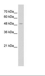 KATII / AADAT Antibody - HepG2 Cell Lysate.  This image was taken for the unconjugated form of this product. Other forms have not been tested.