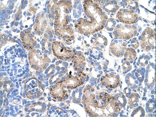 KATII / AADAT Antibody - AADAT antibody ARP43534_T100-NP_057312-AADAT(aminoadipate aminotransferase) Antibody was used in IHC to stain formalin-fixed, paraffin-embedded human kidney.  This image was taken for the unconjugated form of this product. Other forms have not been tested.