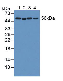 KATNA1 Antibody - Western Blot; Sample: Lane1: Human Hela Cells; Lane2: Porcine Stomach Tissue; Lane3: Porcine Brain Tissue; Lane4: Porcine Spleen Tissue.