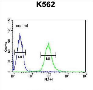 KATNAL1 Antibody - KATL1 Antibody flow cytometry of K562 cells (right histogram) compared to a negative control cell (left histogram). FITC-conjugated goat-anti-rabbit secondary antibodies were used for the analysis.