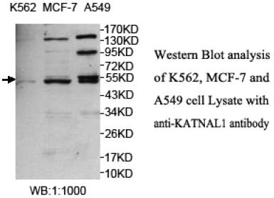 KATNAL1 Antibody