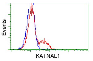 KATNAL1 Antibody - HEK293T cells transfected with either overexpress plasmid (Red) or empty vector control plasmid (Blue) were immunostained by anti-KATNAL1 antibody, and then analyzed by flow cytometry.