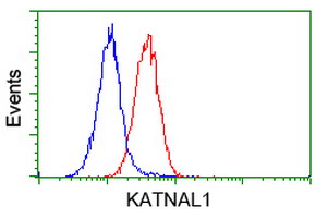 KATNAL1 Antibody - Flow cytometry of HeLa cells, using anti-KATNAL1 antibody (Red), compared to a nonspecific negative control antibody (Blue).