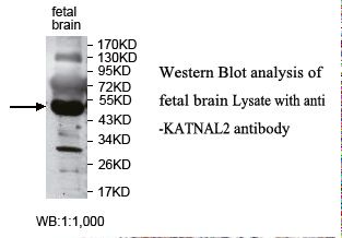 KATNAL2 Antibody