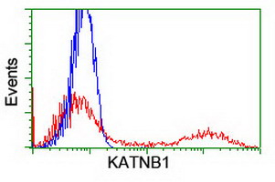 KATNB1 Antibody - HEK293T cells transfected with either overexpress plasmid (Red) or empty vector control plasmid (Blue) were immunostained by anti-KATNB1 antibody, and then analyzed by flow cytometry.